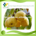 2015 Hot Summer Drink Pear Extract Powder,100% Pure Natural Pear Juice Powder